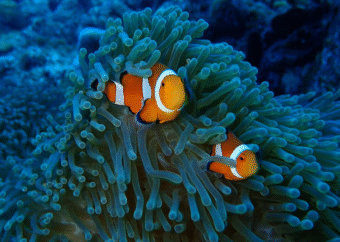 沖縄の美しい海を未来へ─シナネンが支えるカクレクマノミの育成