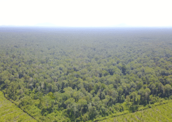 産業植林・環境保全・地域発展を同時に実現...住友林業の熱帯泥炭地プロジェクト