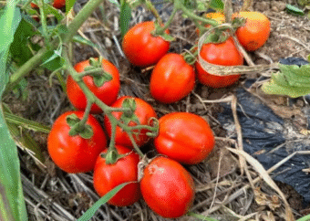 トマトジュースで生産も消費も持続可能に。生活クラブが進める新しい農業モデル