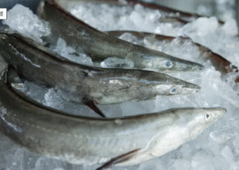 廃棄される「鱧（ハモ）の皮」からコラーゲンを抽出...再春館製薬所「ドモホルンリンクル」は驚くほどサステナブル